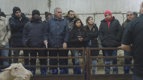 Des agronomes immigrants en formation sont en visite dans une ferme d'élevage de moutons.