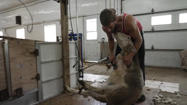 Jean-Michel Popik tond un mouton.