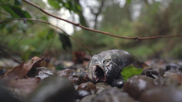 Poisson mort en bord de rivière