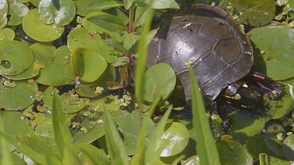 Une tortue peinte dans un marais.