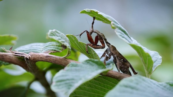 Gros plan d'un insecte.