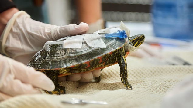 Une tortue sur laquelle on a installé un tube.