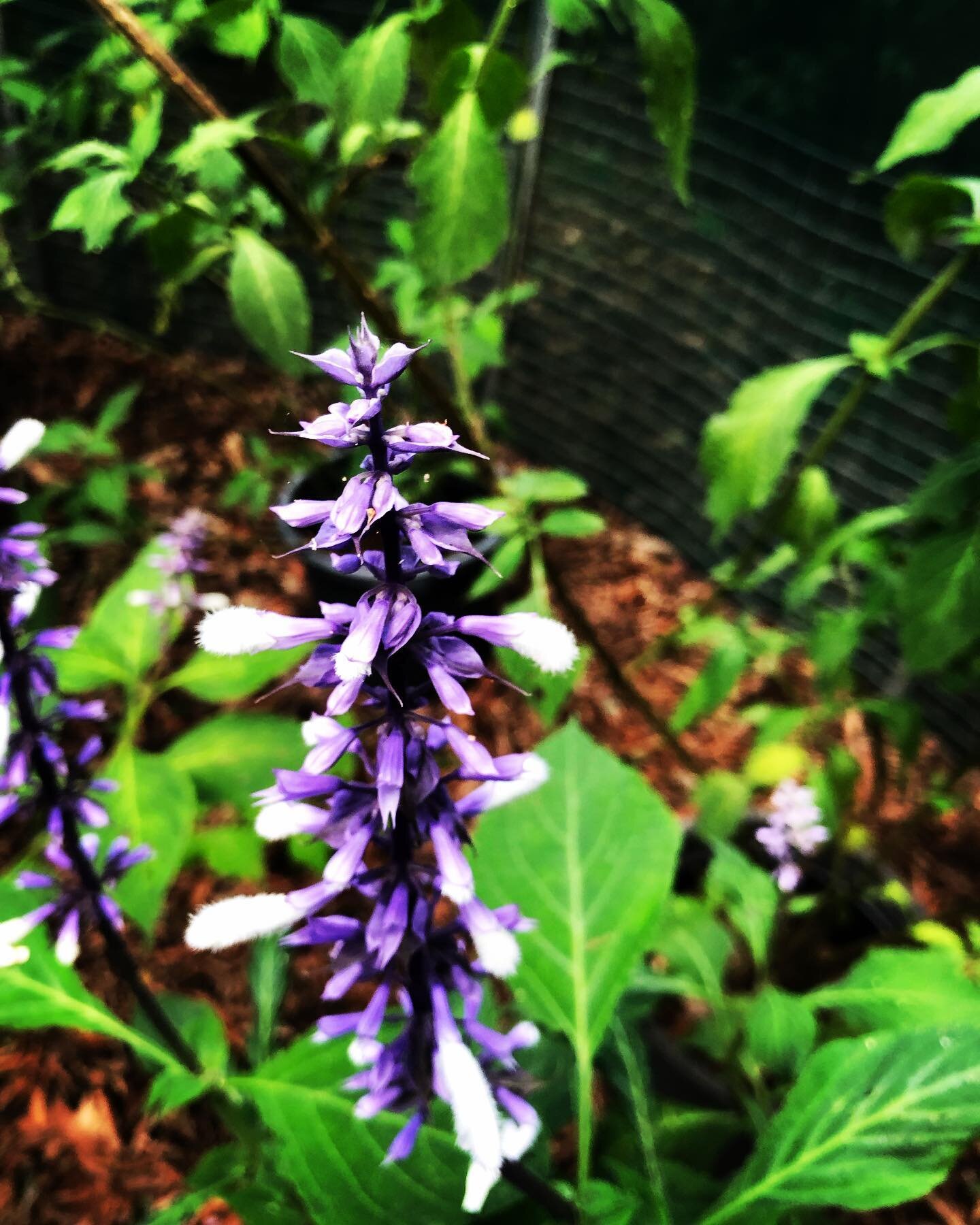 Salvia sp. flower