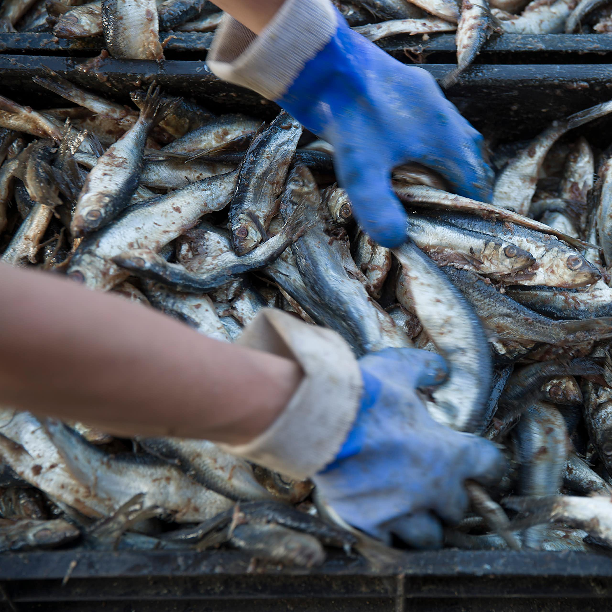 Gloved hands sort through a tray of Atlantic herring