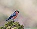 Bullfinch (51093556917).jpg