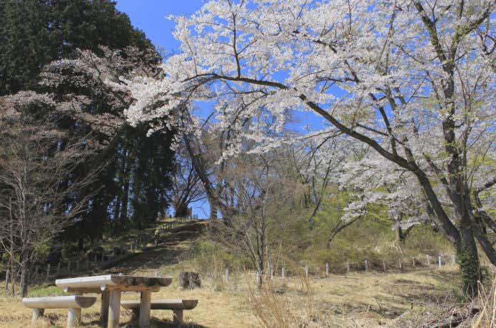 春の小仏城山の桜とベンチ