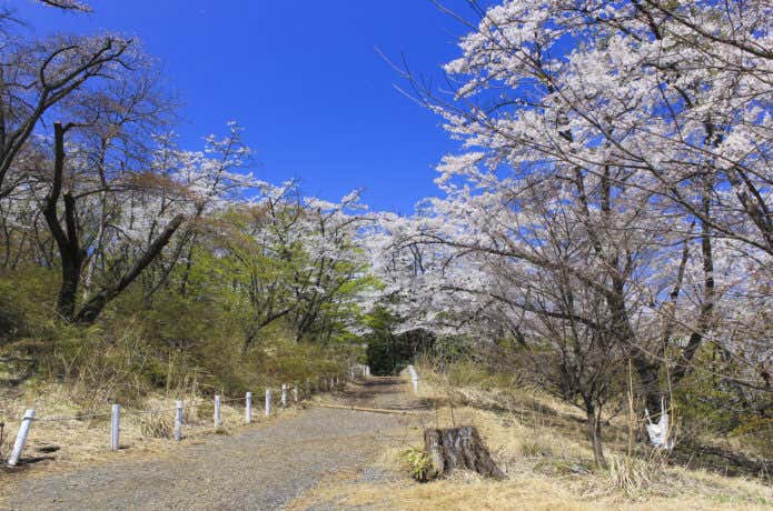 小仏城山への登山道の桜