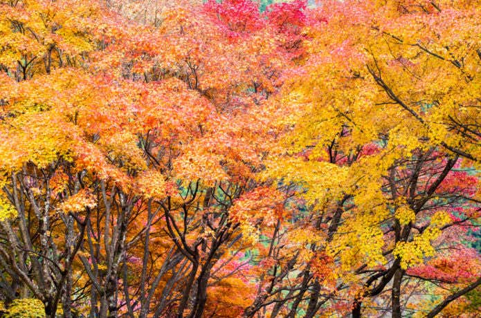 奥多摩の紅葉