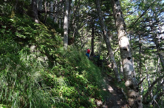 徳本峠登山道樹林帯