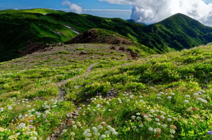 朝日岳のお花畑