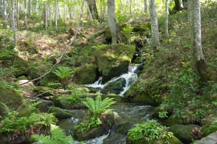 ヌカカの発生が多い川沿い