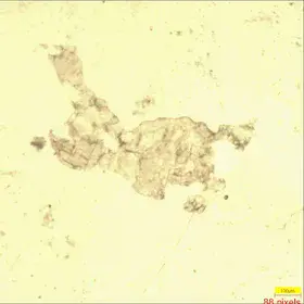 Plagioclases and pyroxens in a gabbro