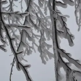 Frozen trees during winter of 2019