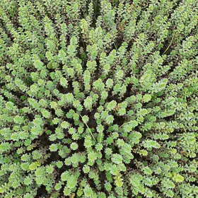 Arctic Marsh “Forests"