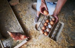 Puis-je vendre les œufs de mes poules ?