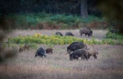 Que faire de la viande des sangliers, abattus par centaines de milliers ?