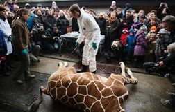 Des scientifiques suggèrent d’abattre les animaux adultes plutôt que de les…