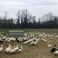 Les Landes sous le choc avec 110 foyers de grippe aviaire