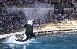 Le parc Marineland d’Antibes évoque une fermeture définitive en janvier