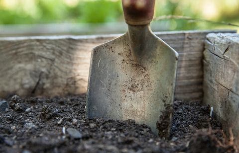 Il tombe sur la mâchoire d’un mastodonte en jardinant derrière sa maison