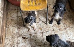 En Gironde, 25 chiens vivant dans une maison insalubre sauvés par une association