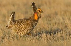 5 infos sur le tétras des prairies