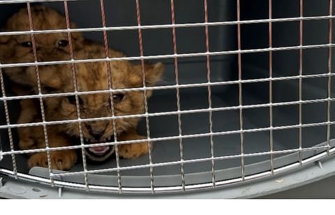 Neuf lionceaux et trois lions récupérés au cirque  Zavatta en Charente