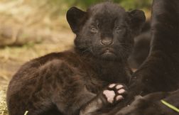 Une jaguar, espèce quasi menacée, naît dans un parc animalier en Seine-et-M…