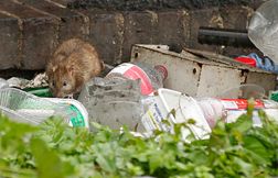 Comment le rat devient un nouvel emblème cool et décalé de Marseille