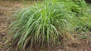 Menjar "Cymbopogon citratus" fa que no ens piquin els mosquits