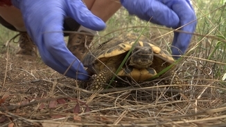 Imatge de:Alliberen més de 800 tortugues mediterrànies a l'entorn del riu Gaià