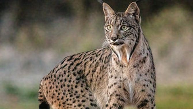 Fotografia d'un linx ibèric (Lynx pardinus) presa a Almuradiel, a Ciudad Real