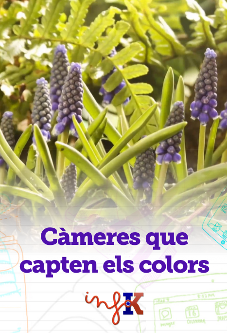 Unes càmeres capten els colors que veuen ocells i insectes