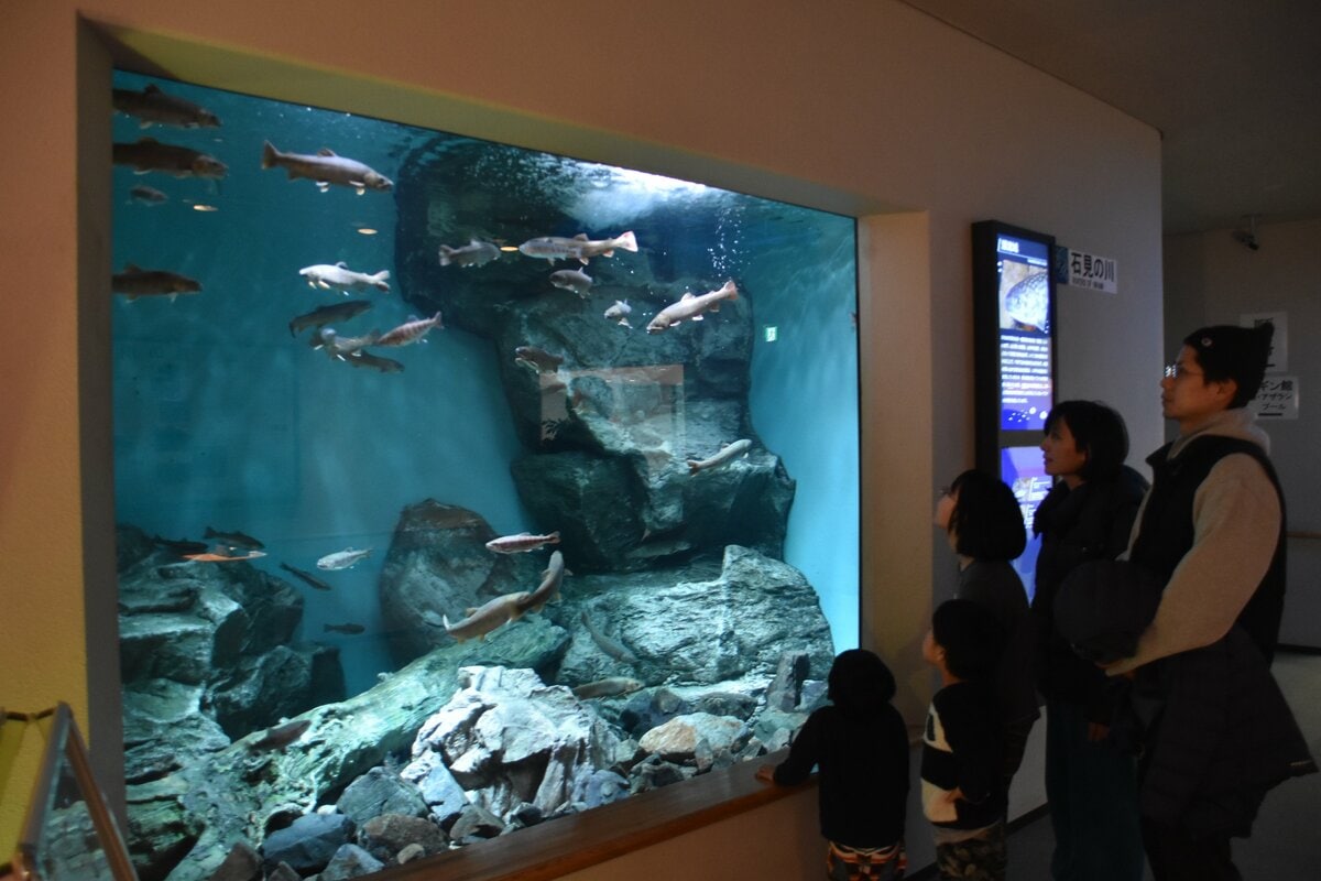 マリホ水族館から譲り受けたゴギが泳ぐアクアスの「石見の川」コーナー