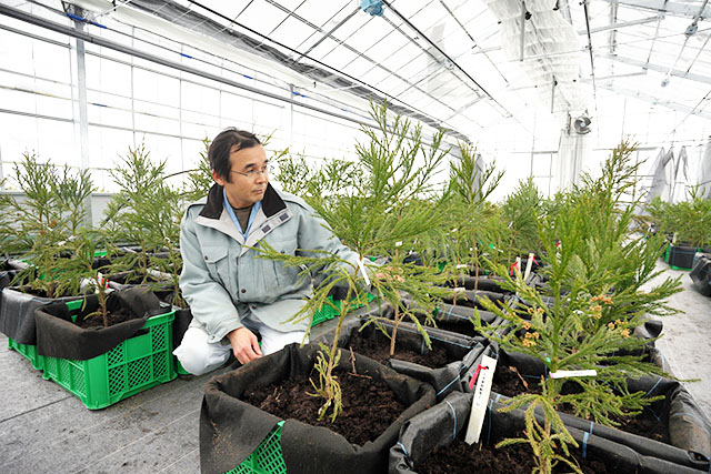 花粉が少なく成長が早いスギの増産に向けて整備された閉鎖型採種園＝寒河江市・県森林研究研修センター