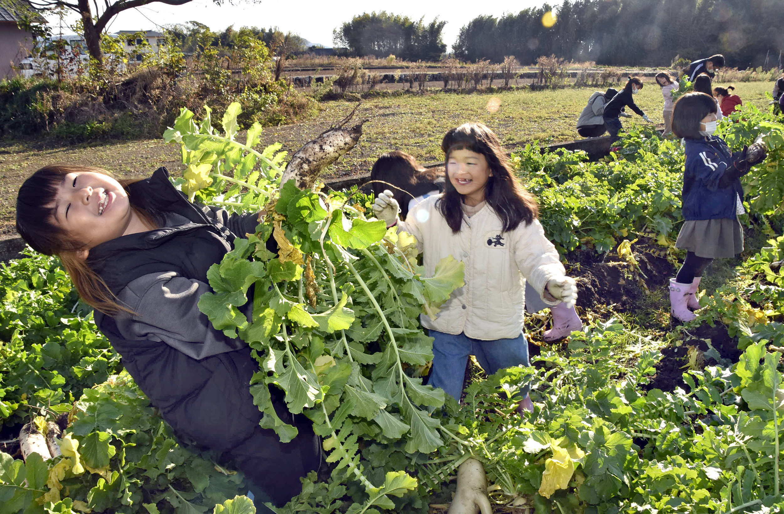 「採れた！」。笑顔で大根を収穫する児童たち（南国市西山）