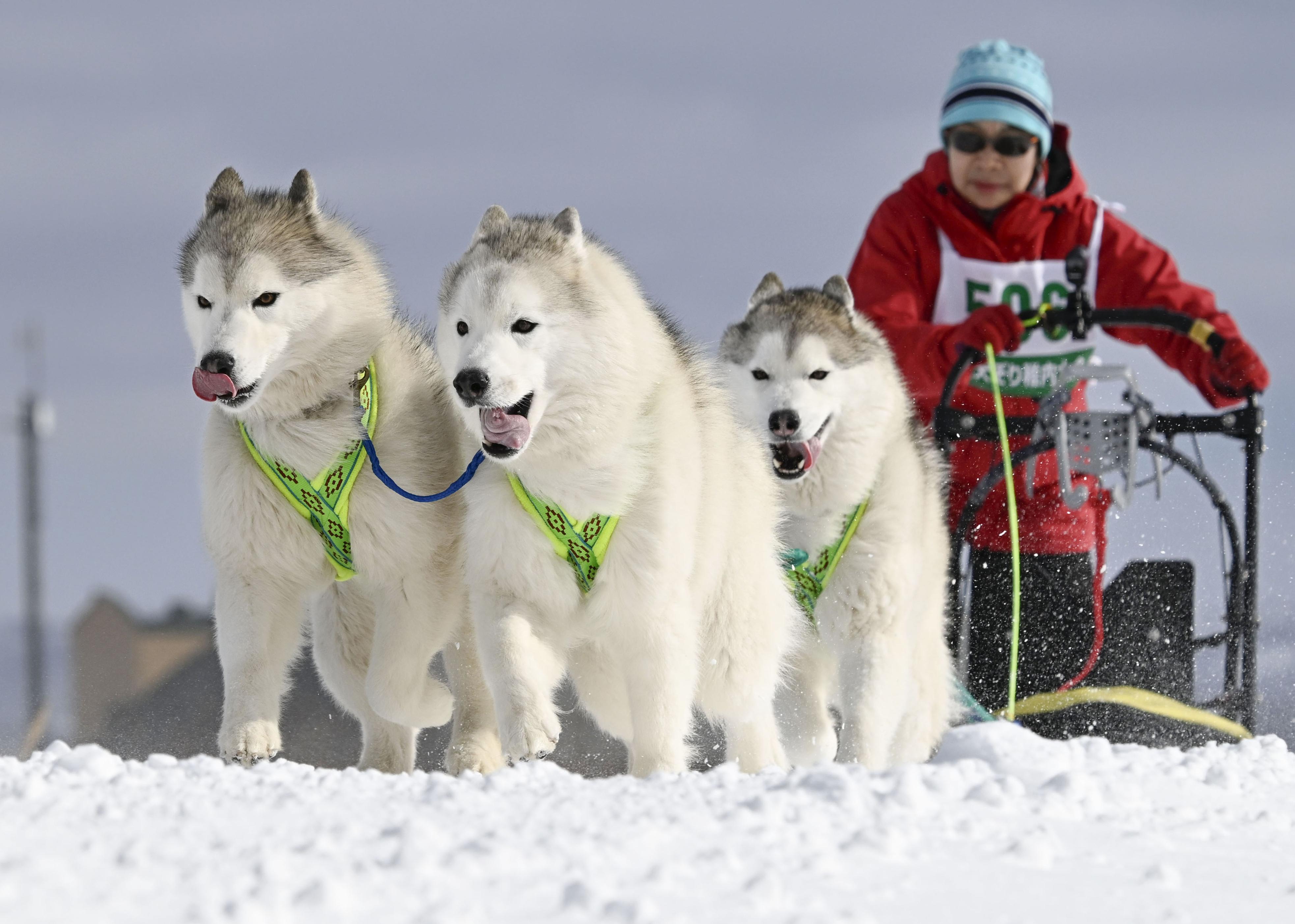 「ジャパンカップ全国犬ぞり稚内大会」で疾走する犬ぞり＝22日午後、北海道稚内市