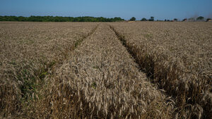 До 6.3 млн. тона е очакваната реколта пшеница