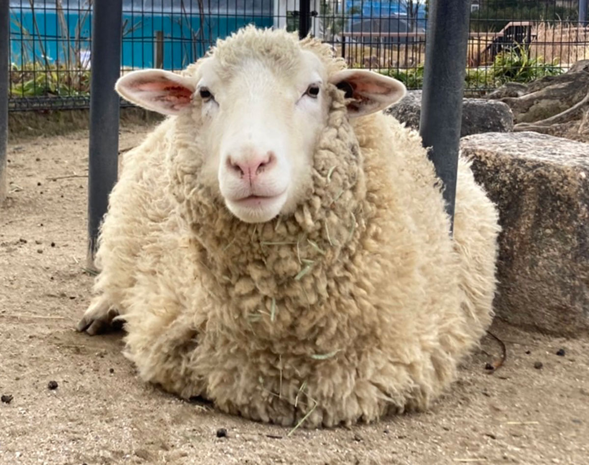 ヒツジなのに「ほたて」、カンガルーの「しじみ」 動物園の？ネーミング、由来を園の人に聞いてみた！