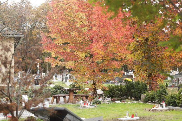 Gewebe der Körperspender werden kremiert und dann am Waldfriedhof Tobelbad beigesetzt. Ab sofort werden dort auch jene beigesetzt, deren Körper trotz Vertrag nicht für Forschung und Lehre eingesetzt werden können 