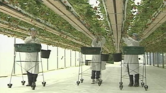 Fruit farm (1999)