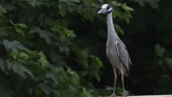 There has only been one previous sighting recorded in Europe (Pic: Eric Dempsey/Birds Ireland)