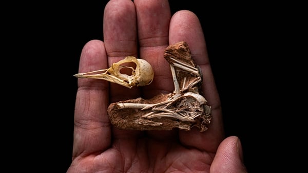 The skeletal remains of the starling-sized bird Navaornis hestiae, which lived 80 million years