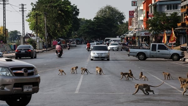 Thousands of monkeys rule the streets around the Pra Prang Sam Yod temple in Lopburi