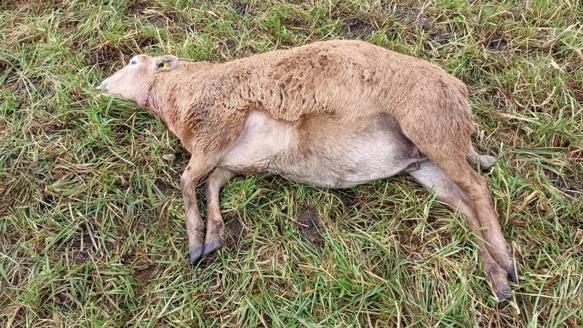 Bei dem mutmaßlichen Wolfsriss in Schermbeck sind mehrere Schafe gerissen worden.