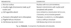 Eukaryote
