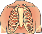 breastbone - the flat bone that articulates with the clavicles and the first seven pairs of ribs