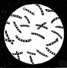 bacteria - (microbiology) single-celled or noncellular spherical or spiral or rod-shaped organisms lacking chlorophyll that reproduce by fission