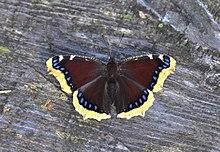 The Mourning Cloak (23369139485).jpg