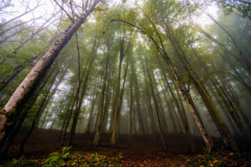 Iran’s forests expanded by 15% in 20 years: World Bank